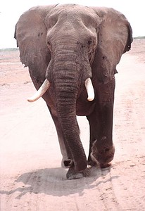 Elefantenbulle von vorne
